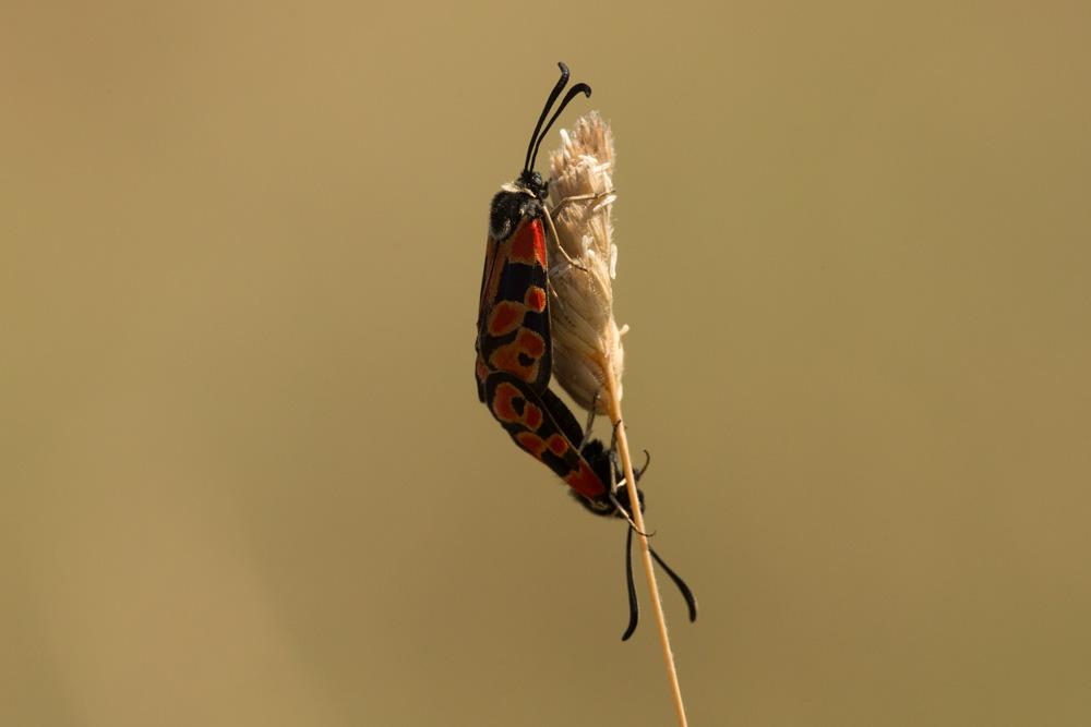  Zygaena hilaris Ochsenheimer, 1808