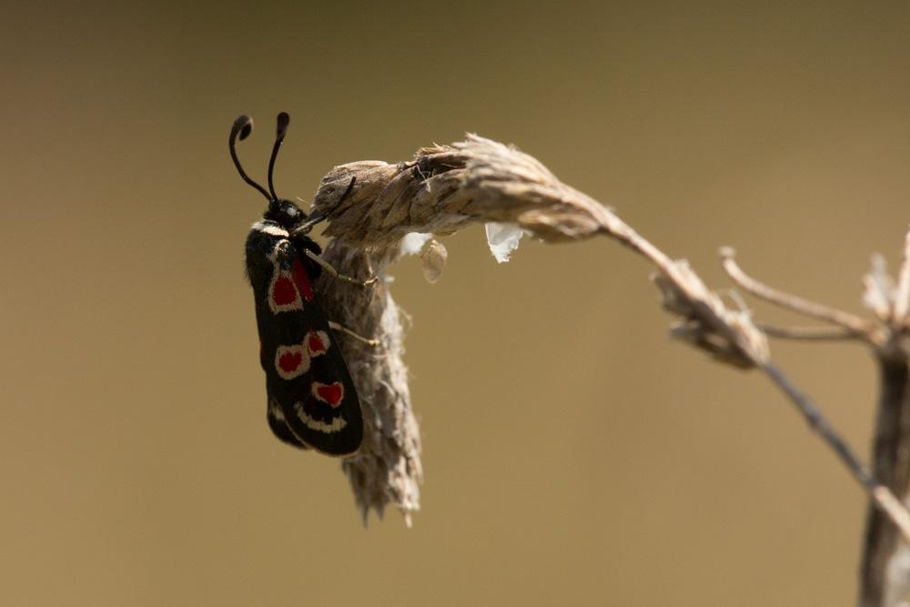 Zygène d'Occitanie (La), Zygène occitane (La), Zyg Zygaena occitanica (Villers, 1789)