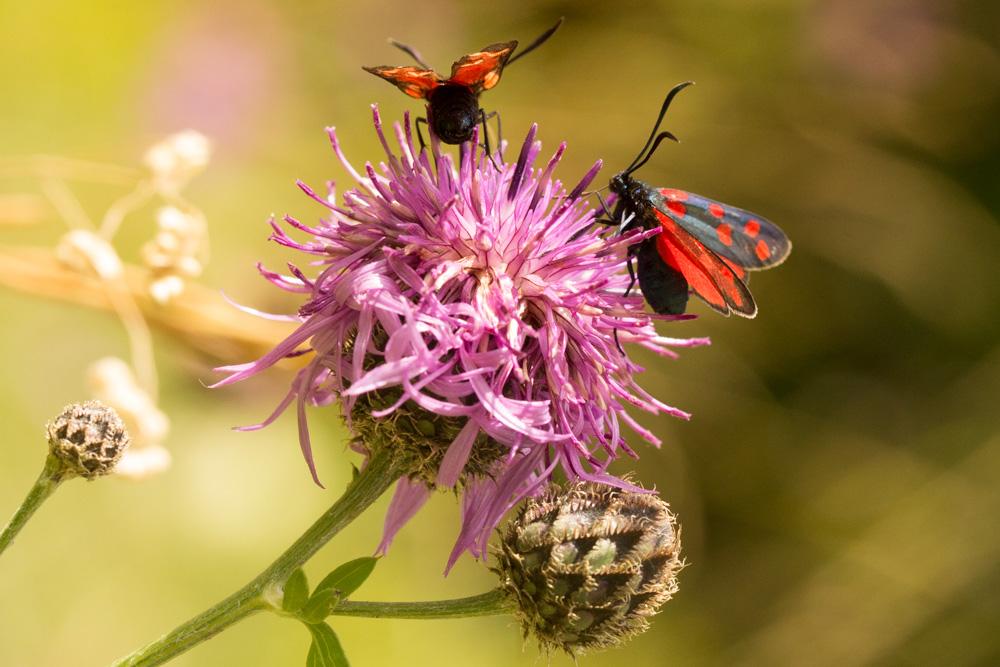 Zygène transalpine (La) Zygaena transalpina (Esper, 1780)