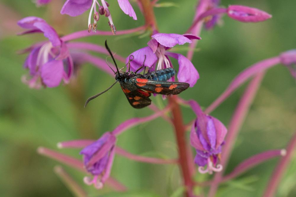 Zygène des prés (La), Zygène des Cornettes (La) Zygaena trifolii (Esper, 1783)