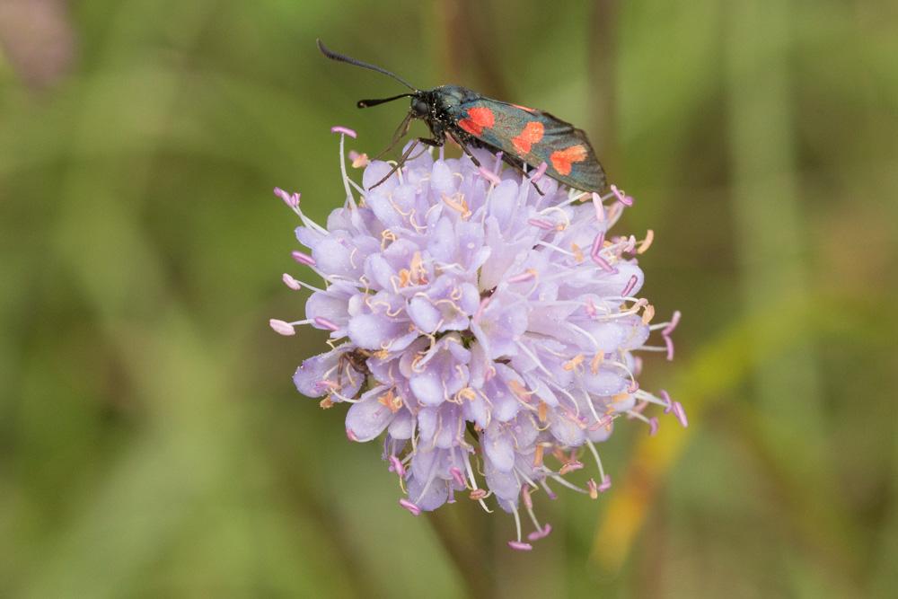 Zygène du Pied-de-Poule (La), Zygène des Lotiers ( Zygaena filipendulae (Linnaeus, 1758)
