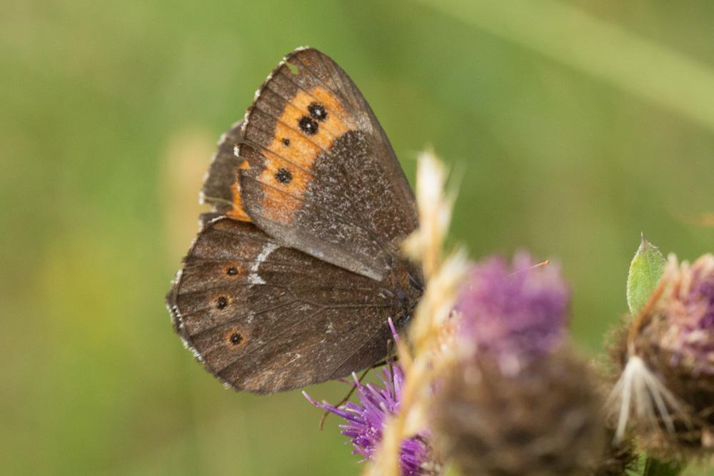 Moiré blanc-fascié (Le), Grand nègre hongrois (Le) Erebia ligea (Linnaeus, 1758)