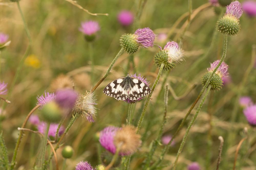 Demi-Deuil (Le), Échiquier (L'), Échiquier commun  Melanargia galathea (Linnaeus, 1758)