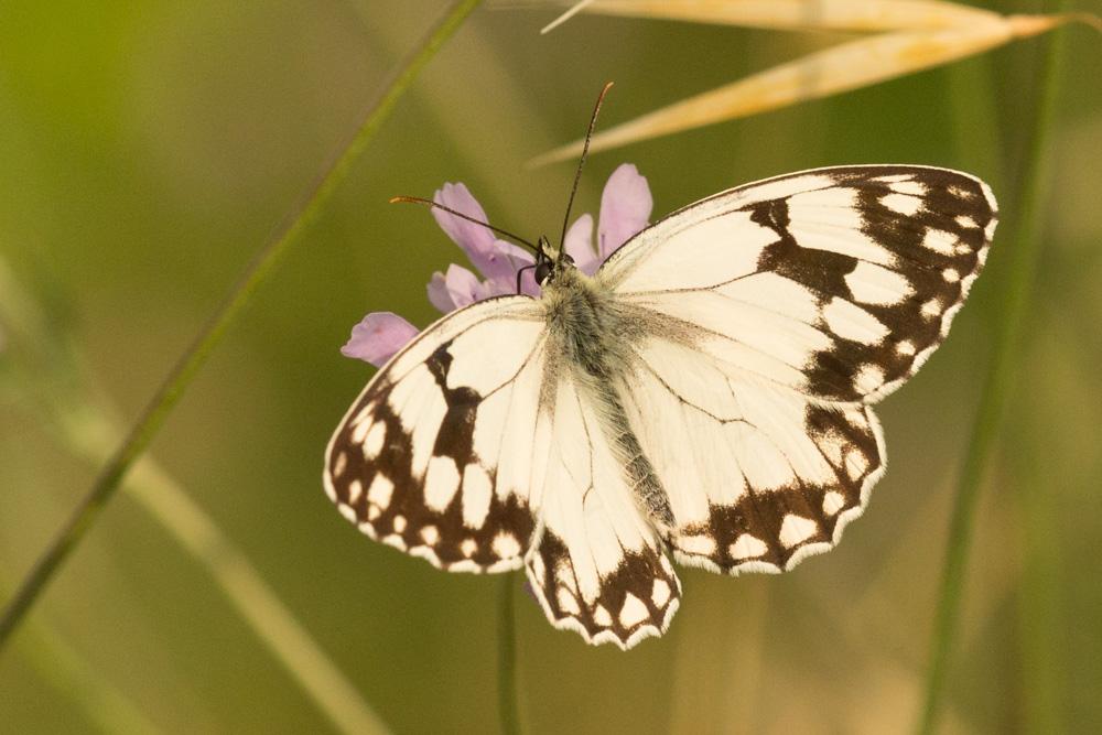 Echiquier ibérique (L'), Échiquier d'Ibérie (L') Melanargia lachesis (Hübner, 1790)