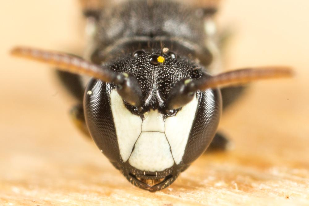 Hylaeus Fabricius, 1793