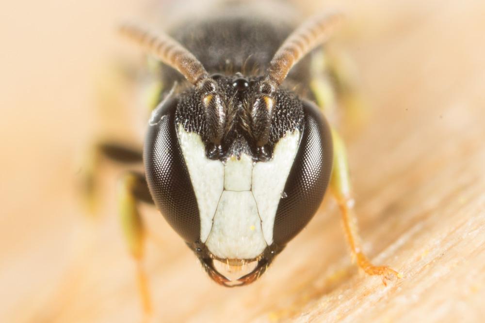  Hylaeus pictipes Nylander, 1852