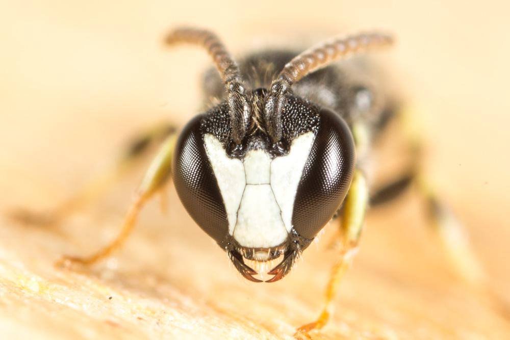  Hylaeus pictipes Nylander, 1852