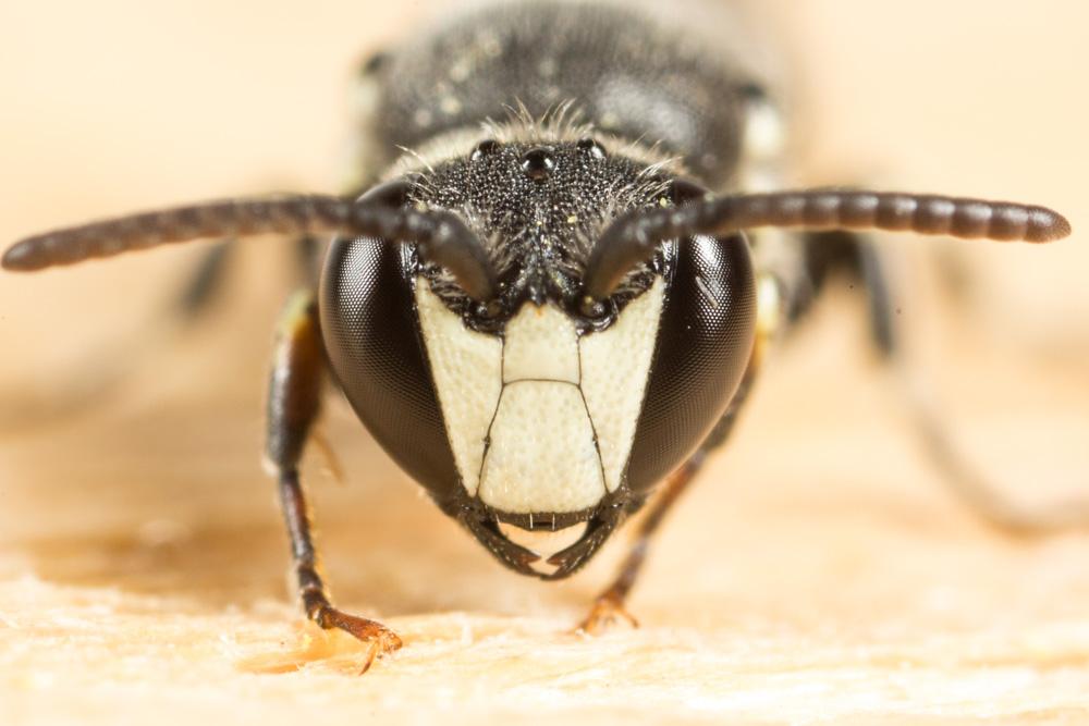 Hylaeus signatus (Panzer, 1798)