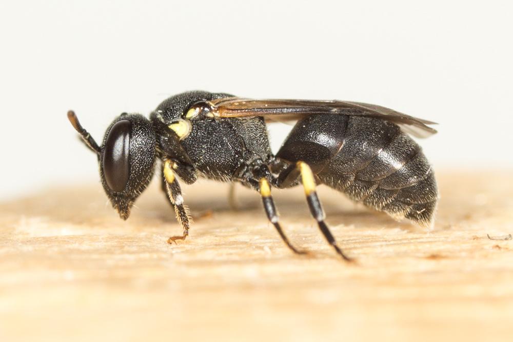  Hylaeus euryscapus Förster, 1871