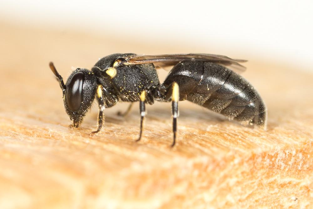  Hylaeus annularis (Kirby, 1802)