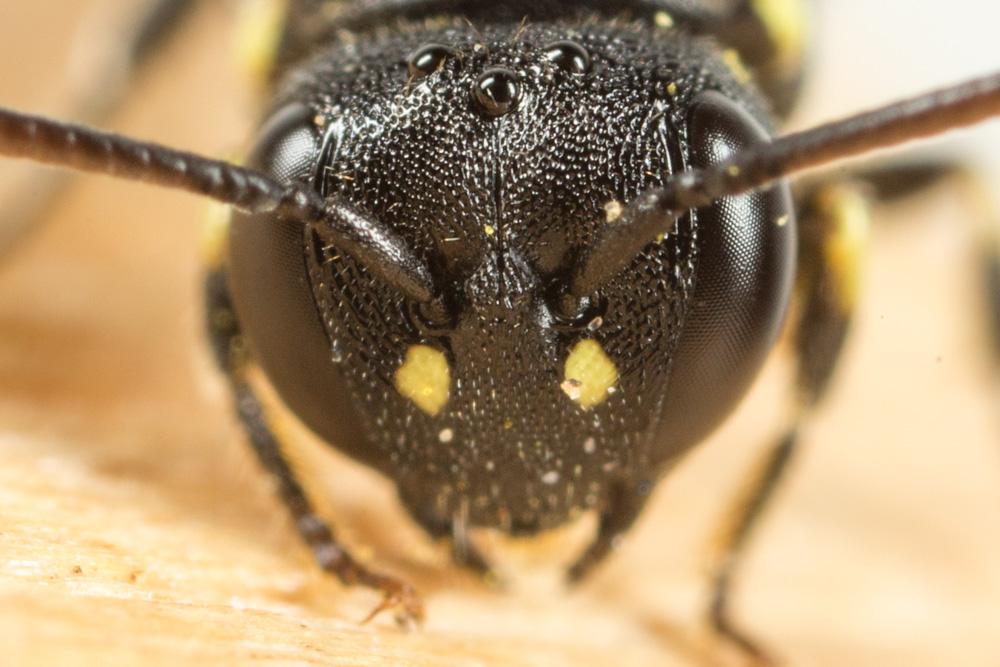  Hylaeus annularis (Kirby, 1802)