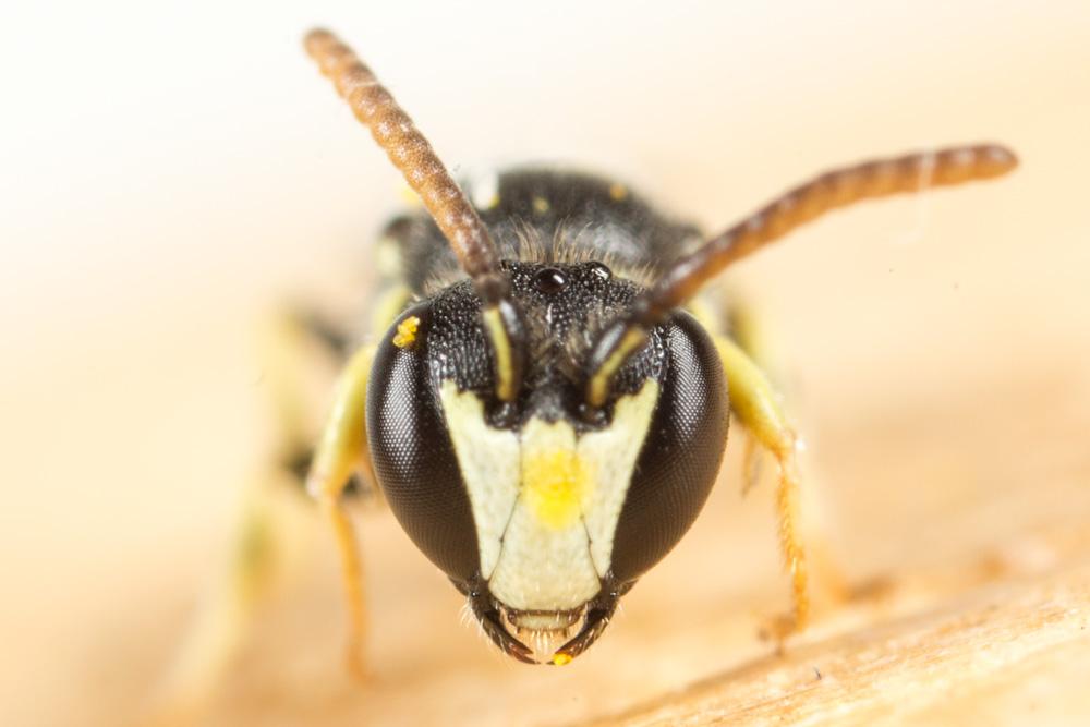 Hylaeus pictipes Nylander, 1852