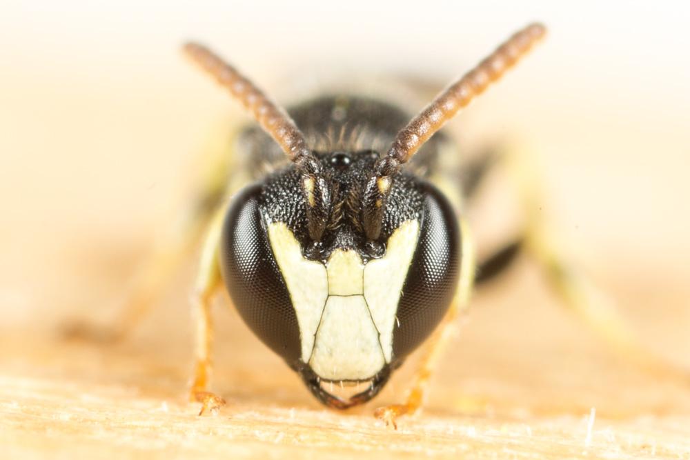  Hylaeus pictipes Nylander, 1852