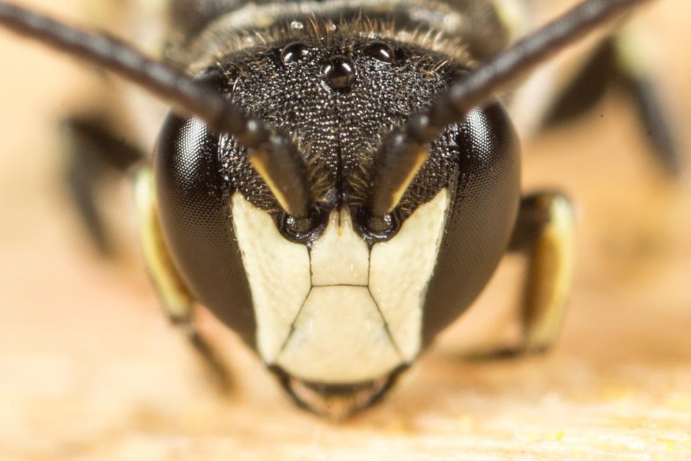  Hylaeus Fabricius, 1793