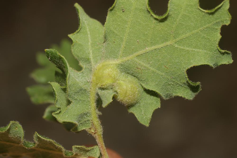  Andricus curvator Hartig, 1840