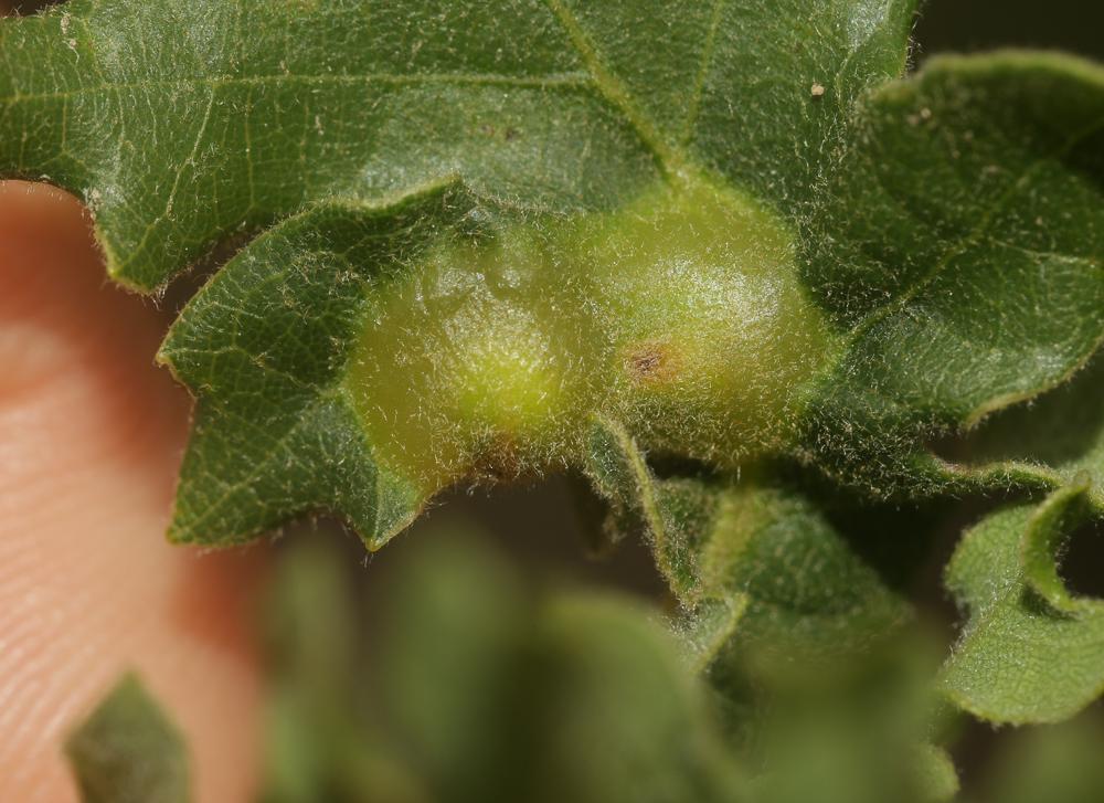  Andricus curvator Hartig, 1840