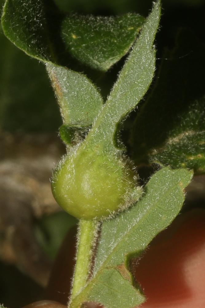  Andricus curvator Hartig, 1840