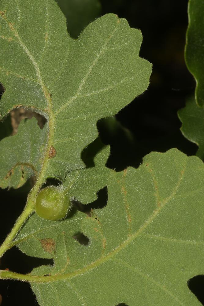 Andricus curvator Hartig, 1840