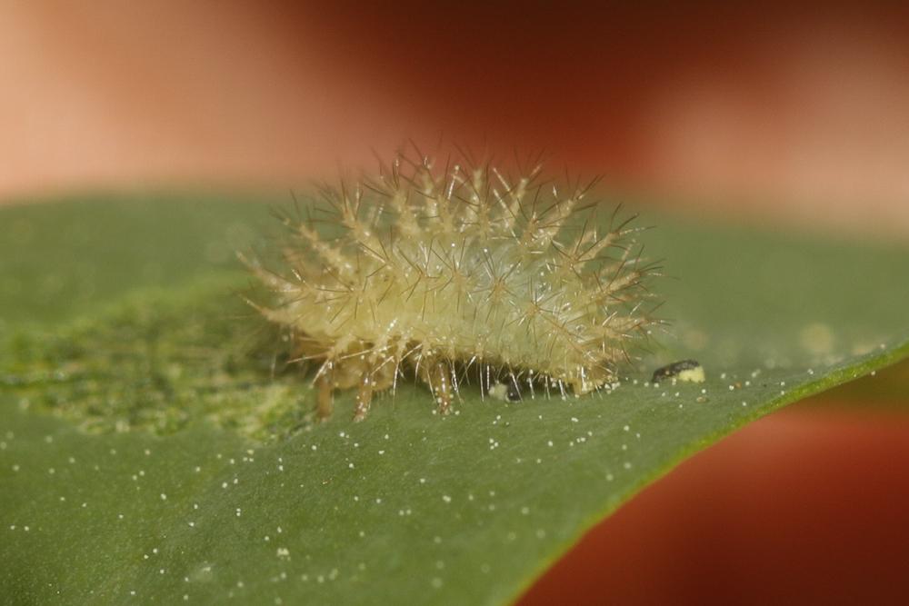 Cassida Linnaeus, 1758