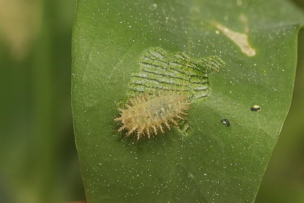  Cassida Linnaeus, 1758