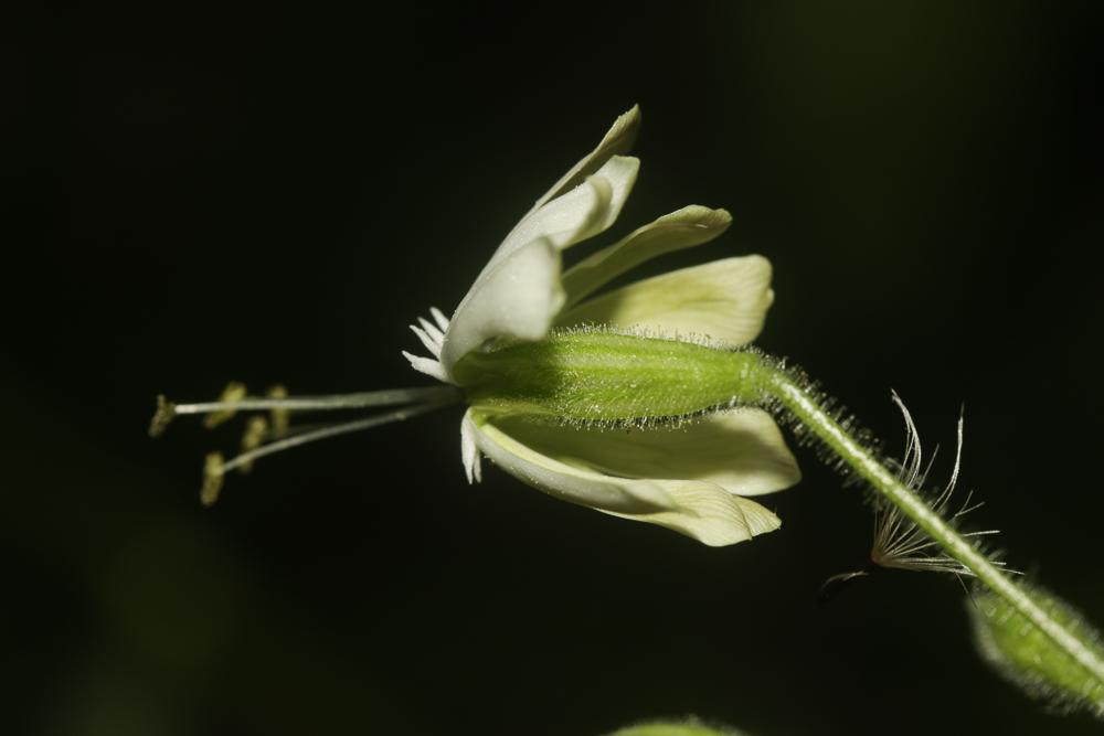 Silène à fleurs vertes Silene viridiflora L., 1762