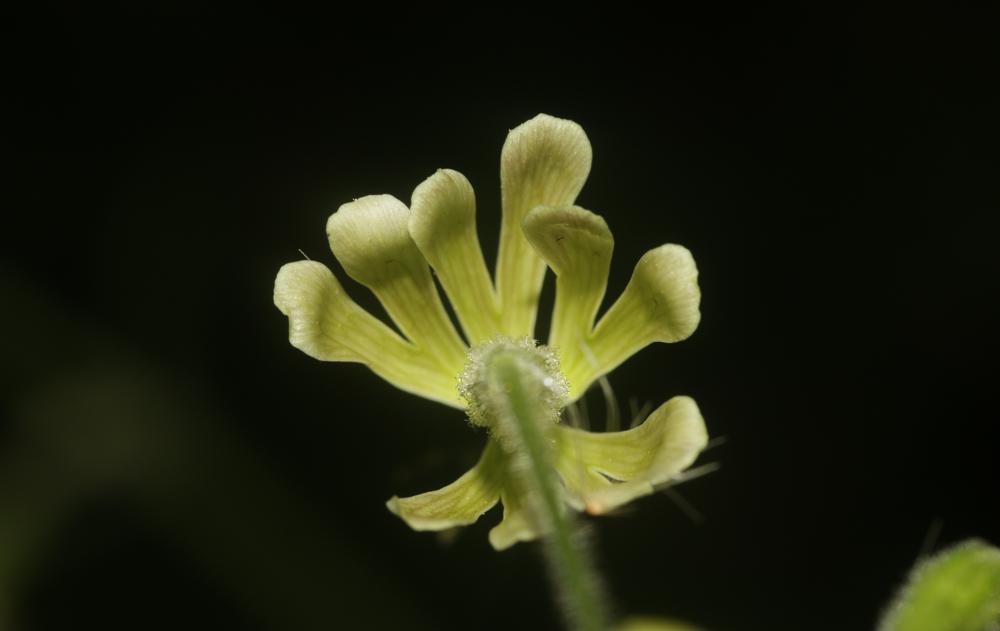 Silène à fleurs vertes Silene viridiflora L., 1762
