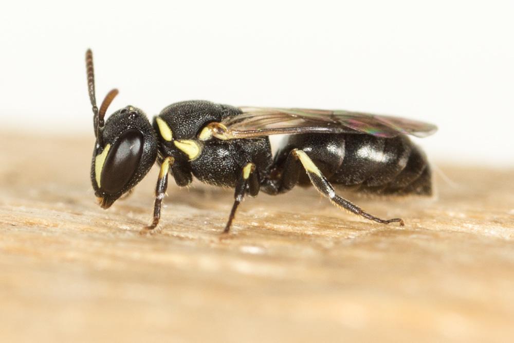 Hylaeus Fabricius, 1793
