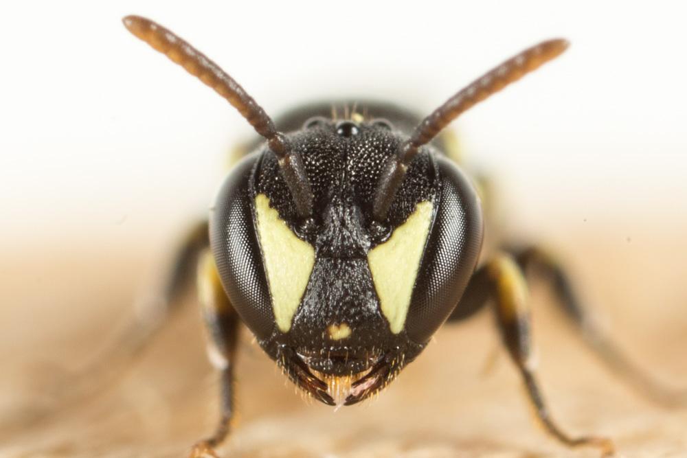 Hylaeus Fabricius, 1793