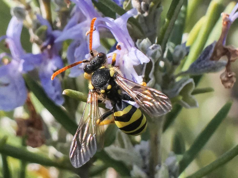  Nomada succincta Panzer, 1798