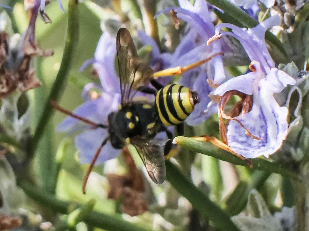  Nomada succincta Panzer, 1798