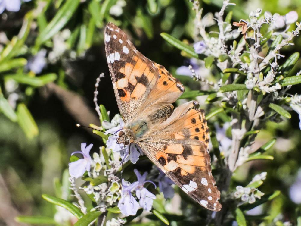 Vanesse des Chardons (La), Belle-Dame (La), Vaness Vanessa cardui (Linnaeus, 1758)