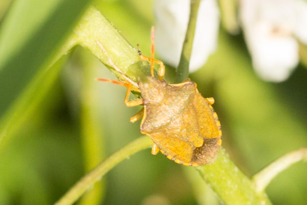 Le  Peribalus strictus (Fabricius, 1803)