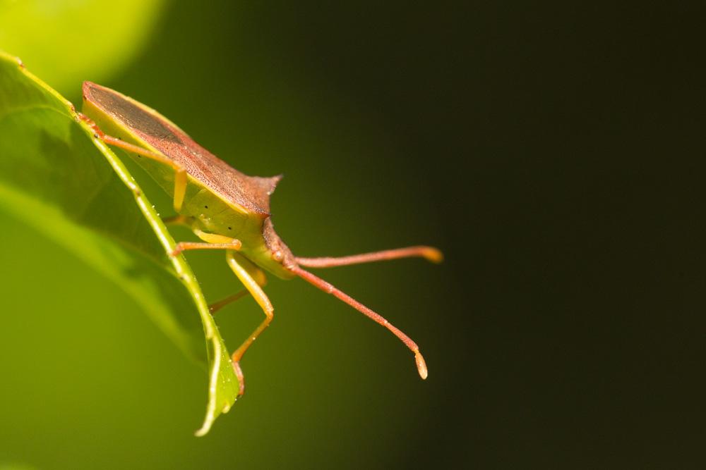  Gonocerus insidiator (Fabricius, 1787)