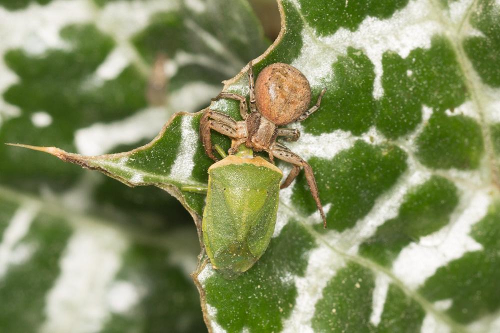La Punaise verte ponctuée Nezara viridula (Linnaeus, 1758)