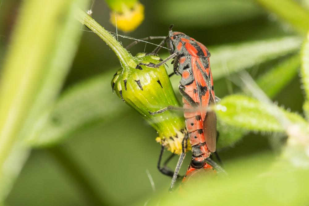  Spilostethus furculus (Herrich-Schaeffer, 1850)
