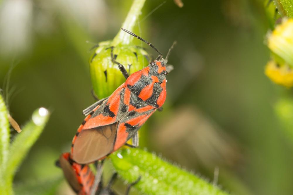  Spilostethus furculus (Herrich-Schaeffer, 1850)