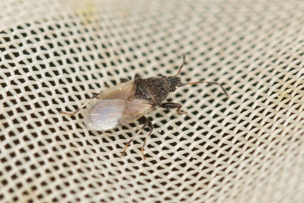 Le  Oxycarenus hyalinipennis (A. Costa, 1843)