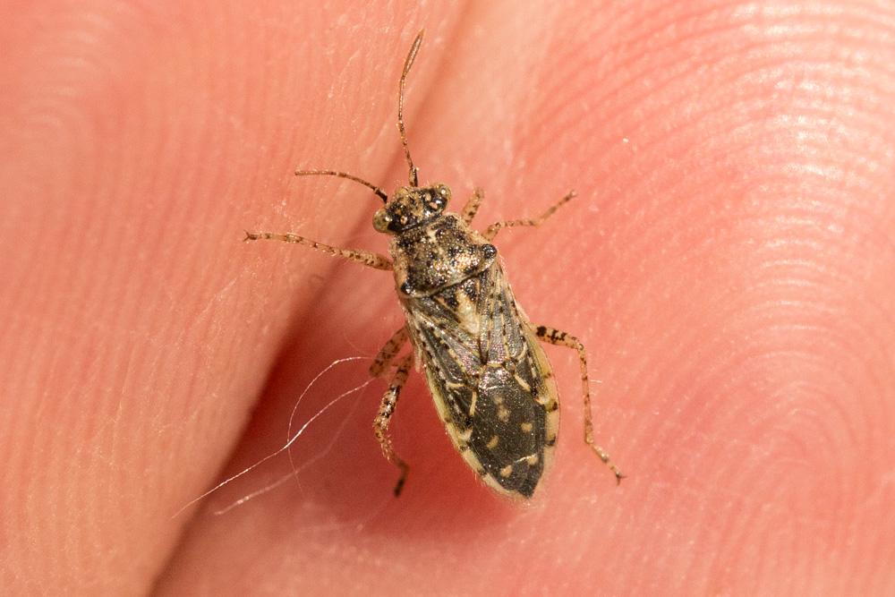  Brachycarenus tigrinus (Schilling, 1829)