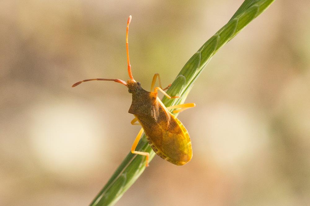 Gonocère du buis Gonocerus acuteangulatus (Goeze, 1778)
