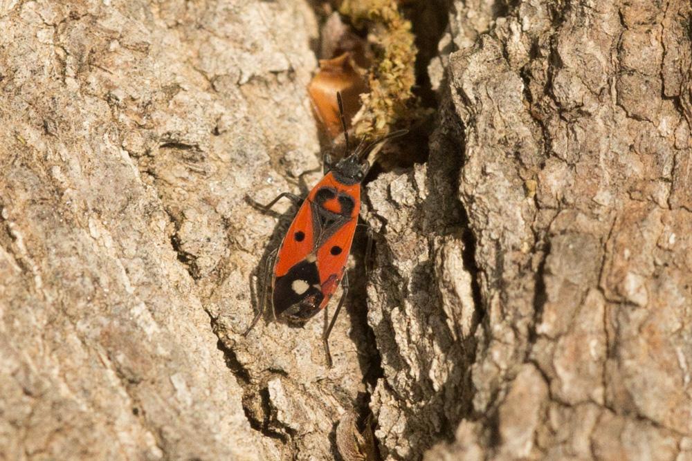  Melanocoryphus albomaculatus (Goeze, 1778)