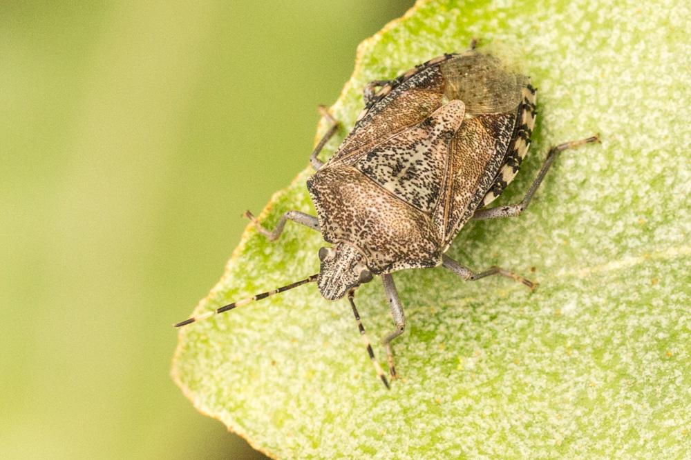 Punaise nébuleuse, Punaise grise Rhaphigaster nebulosa (Poda, 1761)