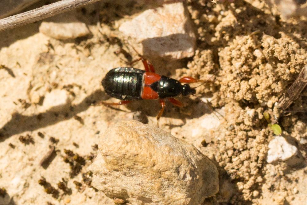  Prostemma guttula (Fabricius, 1787)