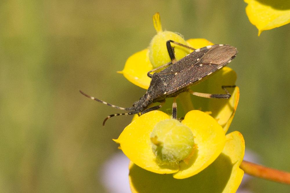  Dicranocephalus agilis (Scopoli, 1763)