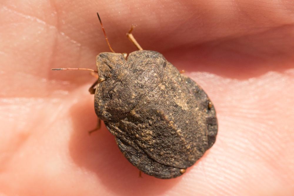  Eurygaster hottentotta (Fabricius, 1775)