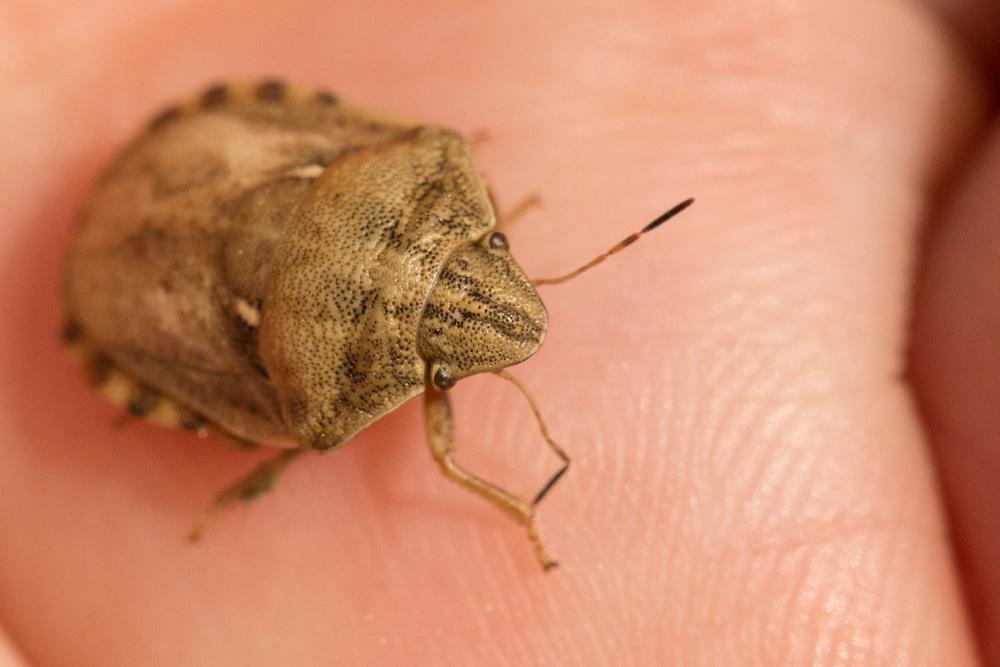  Eurygaster maura (Linnaeus, 1758)