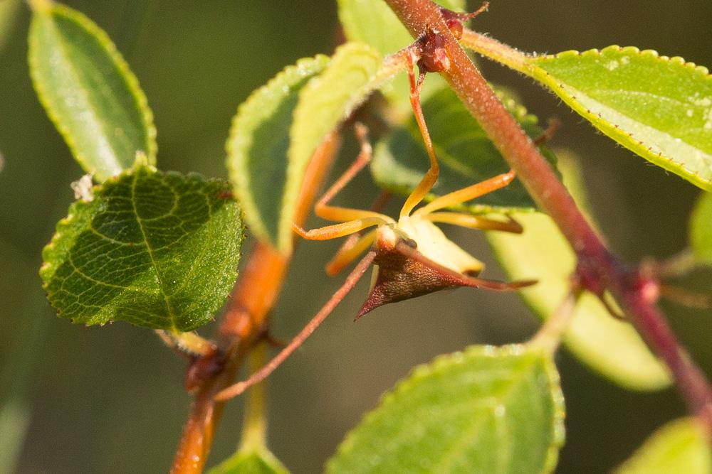 Gonocerus insidiator (Fabricius, 1787)