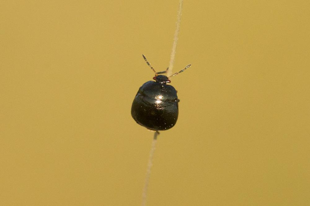 Punaise cuirasse Coptosoma scutellatum (Geoffroy, 1785)