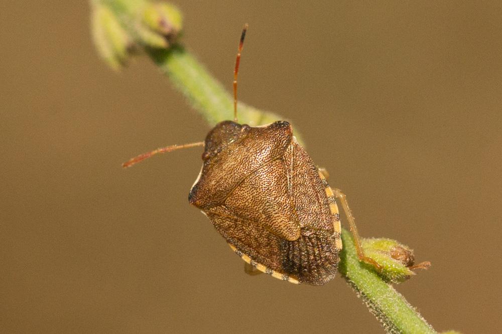 Peribalus strictus (Fabricius, 1803)
