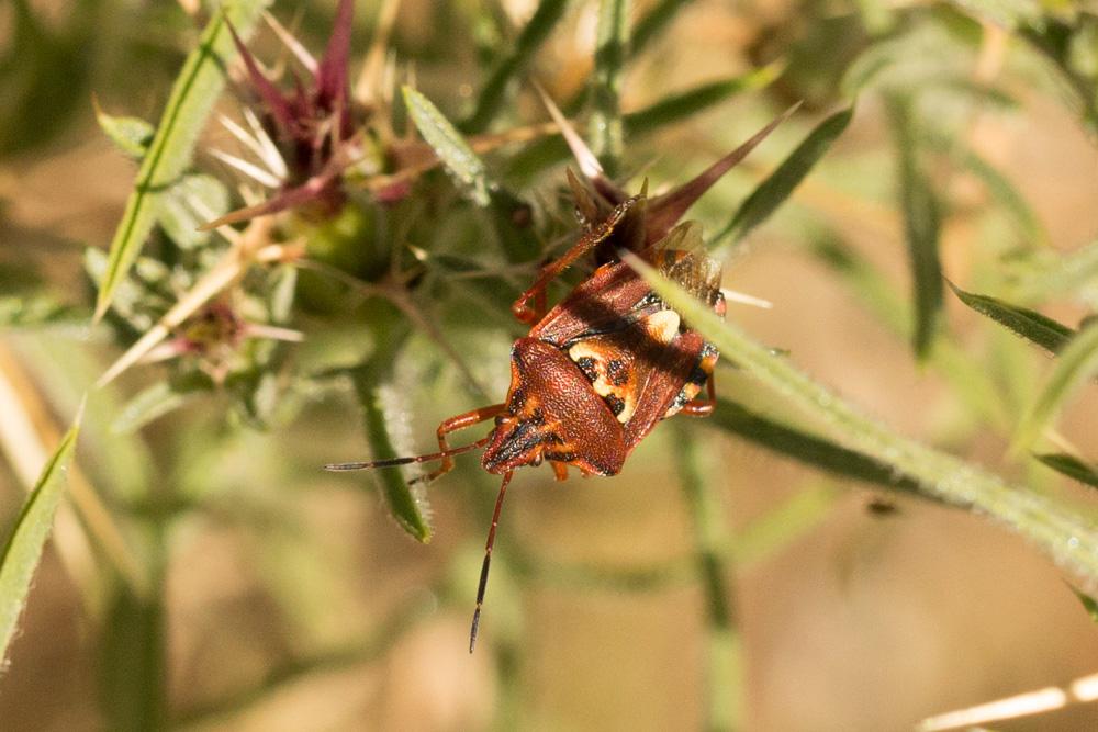 Codophila varia (Fabricius, 1787)