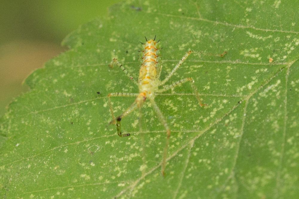 Zelus renardii Kolenati, 1857